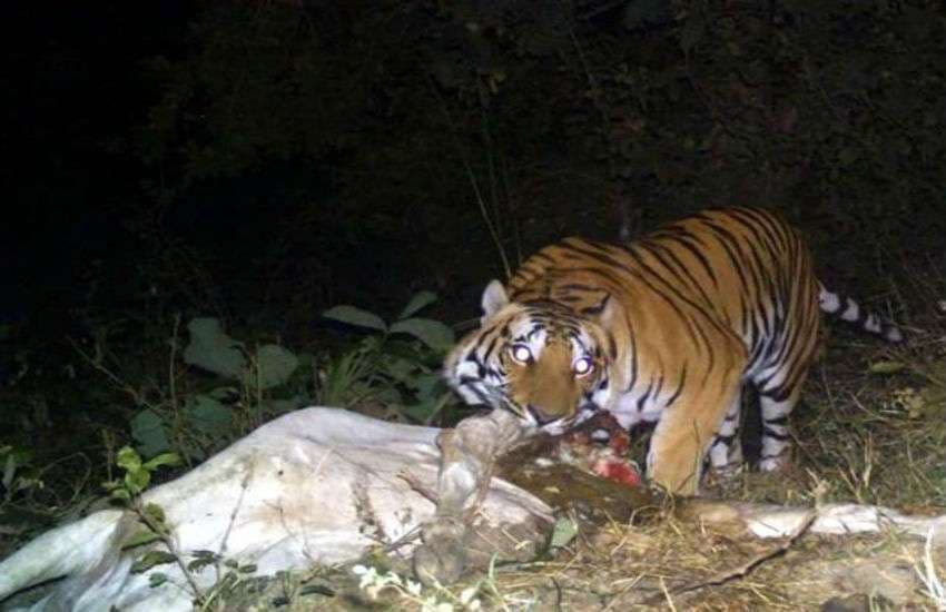 गाय का शिकार करता बाघ