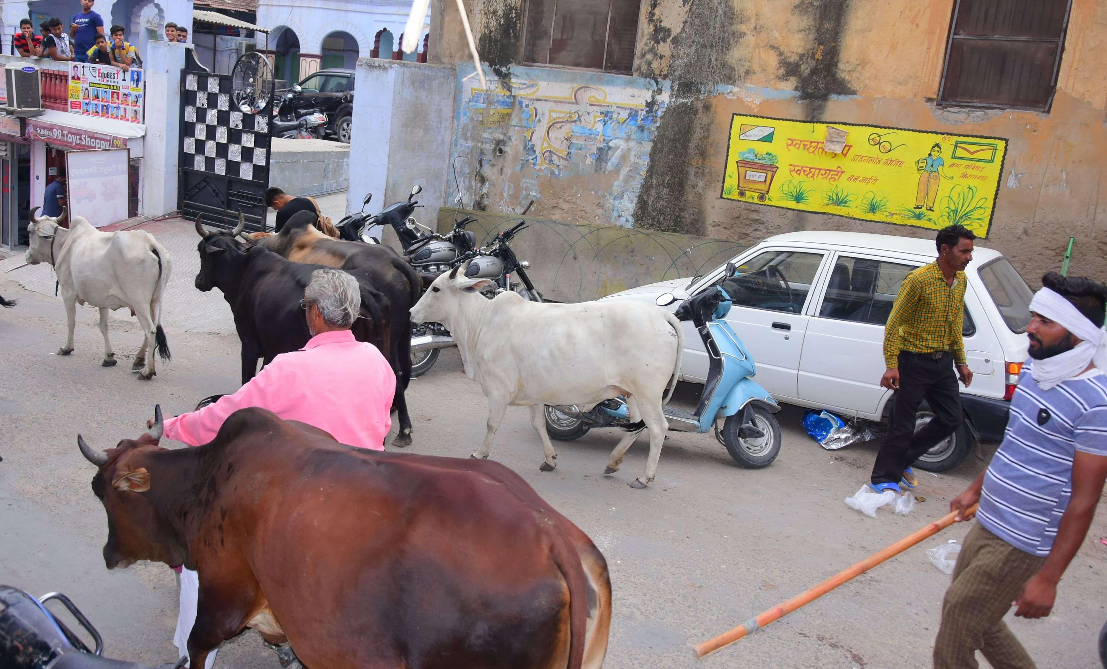 The gathering of unclaimed animals on the main road of Kishangarh