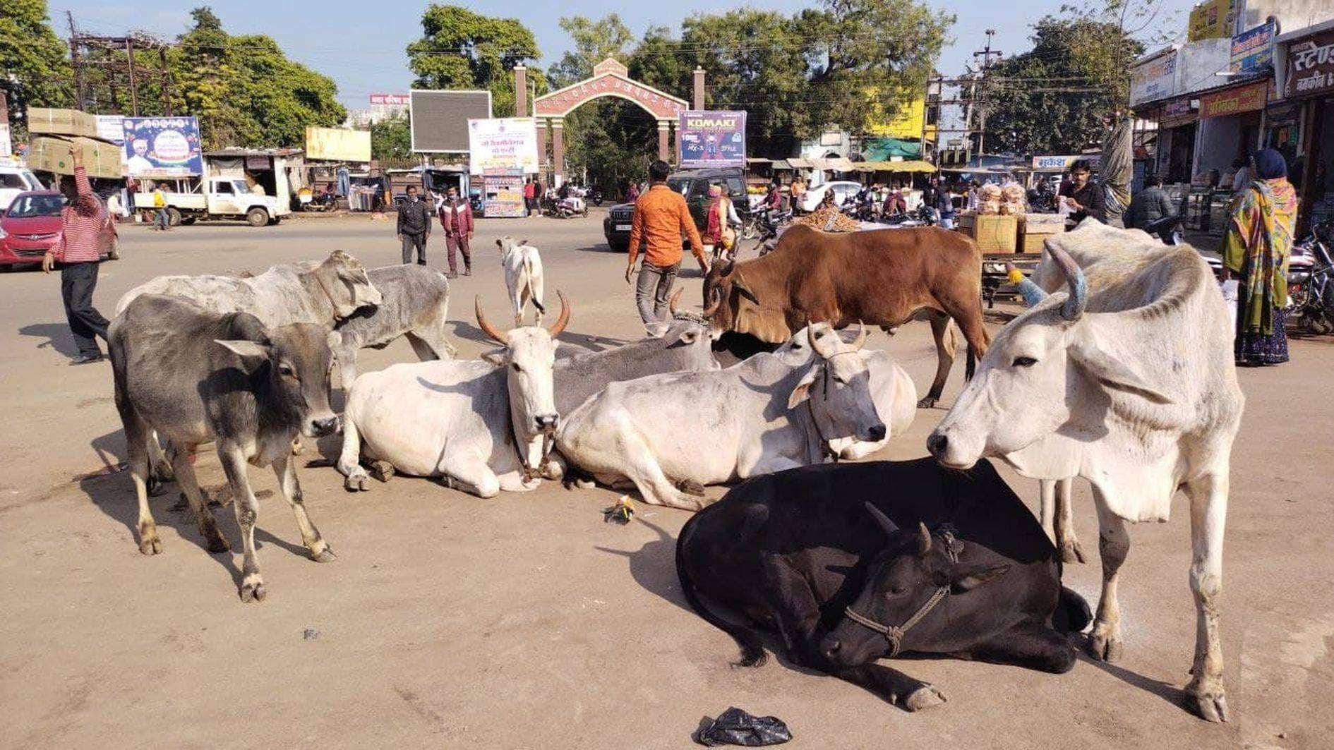 आवारा पशु मंडरा रहे