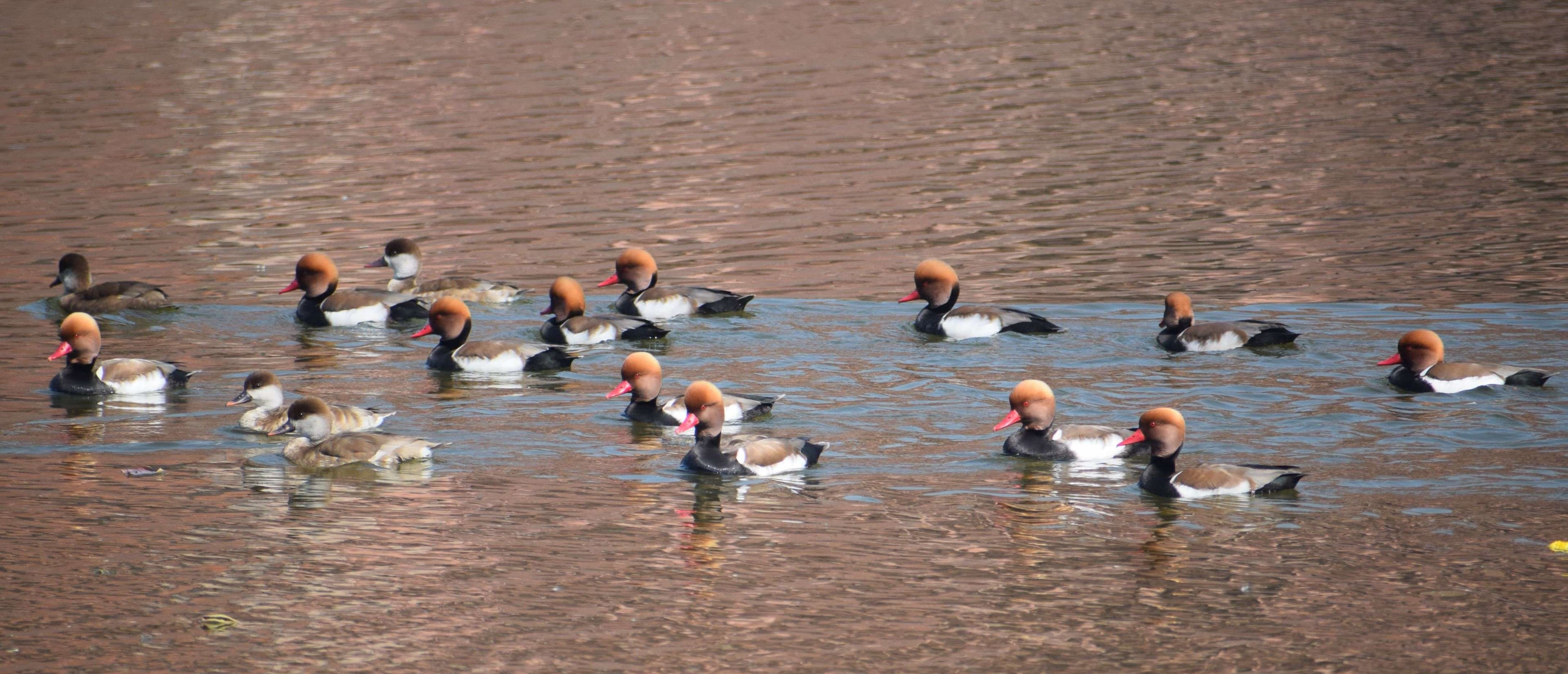 European bird Pochard's camp in Machkund lake in February also...view photos