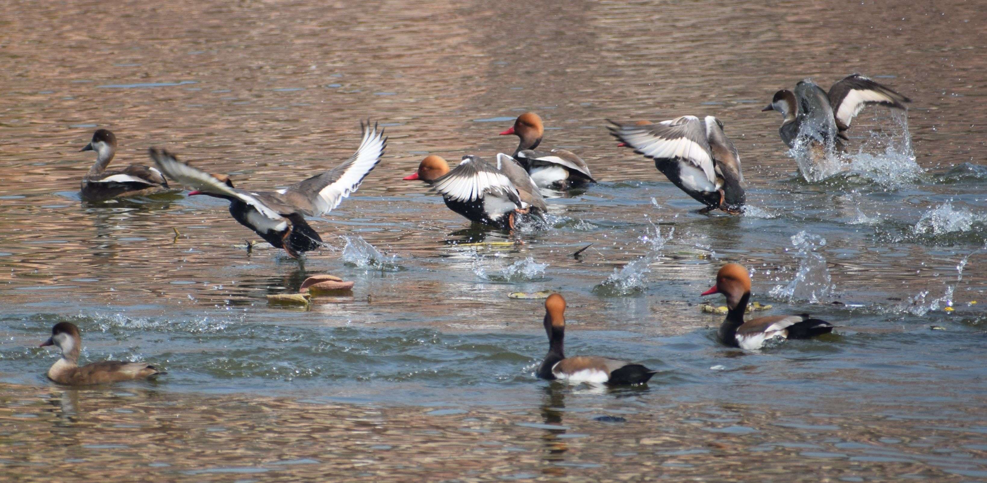 European bird Pochard's camp in Machkund lake in February also...view photos