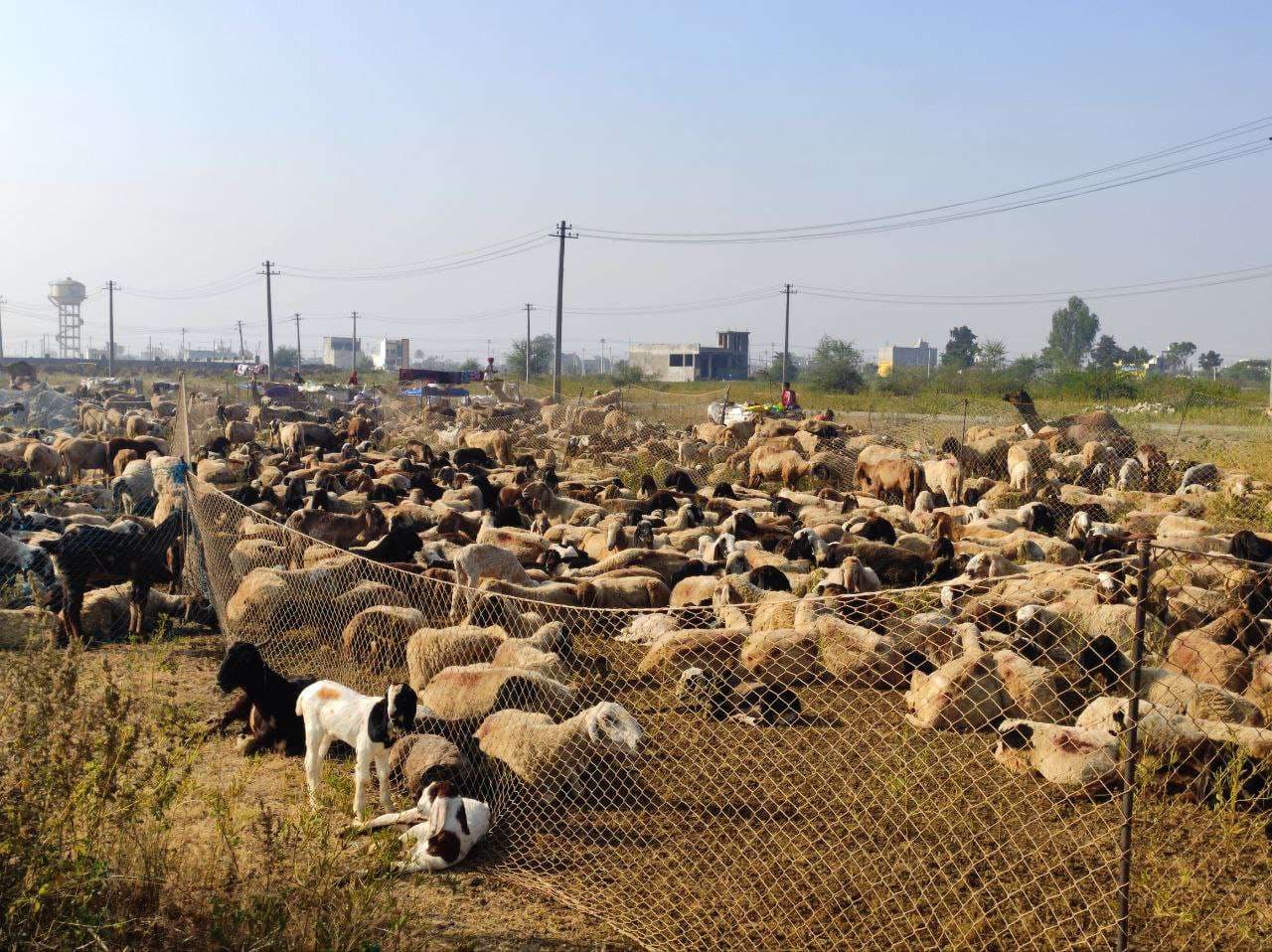 The herds of Marwar arrived and started staying here for eight months