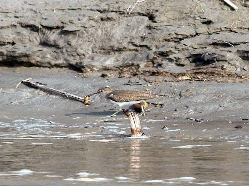 Haiderpur wetland photo