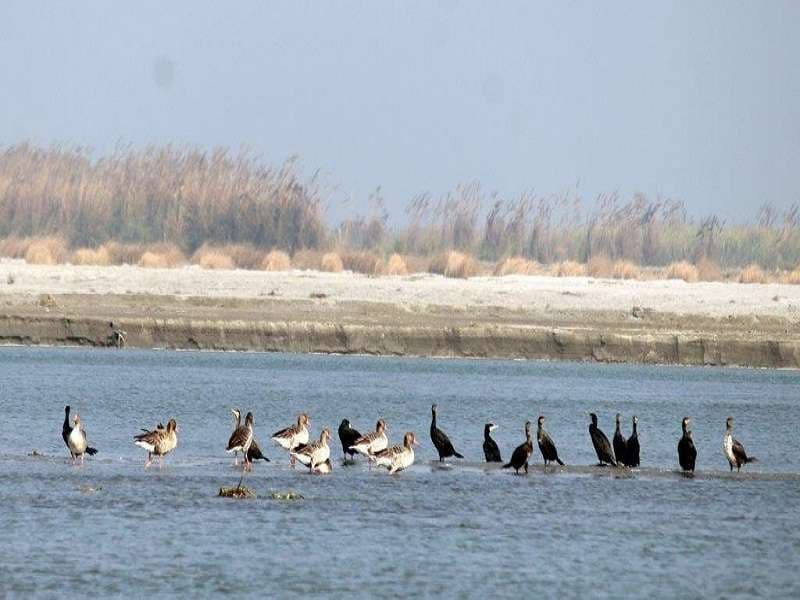 Haiderpur wetland photo