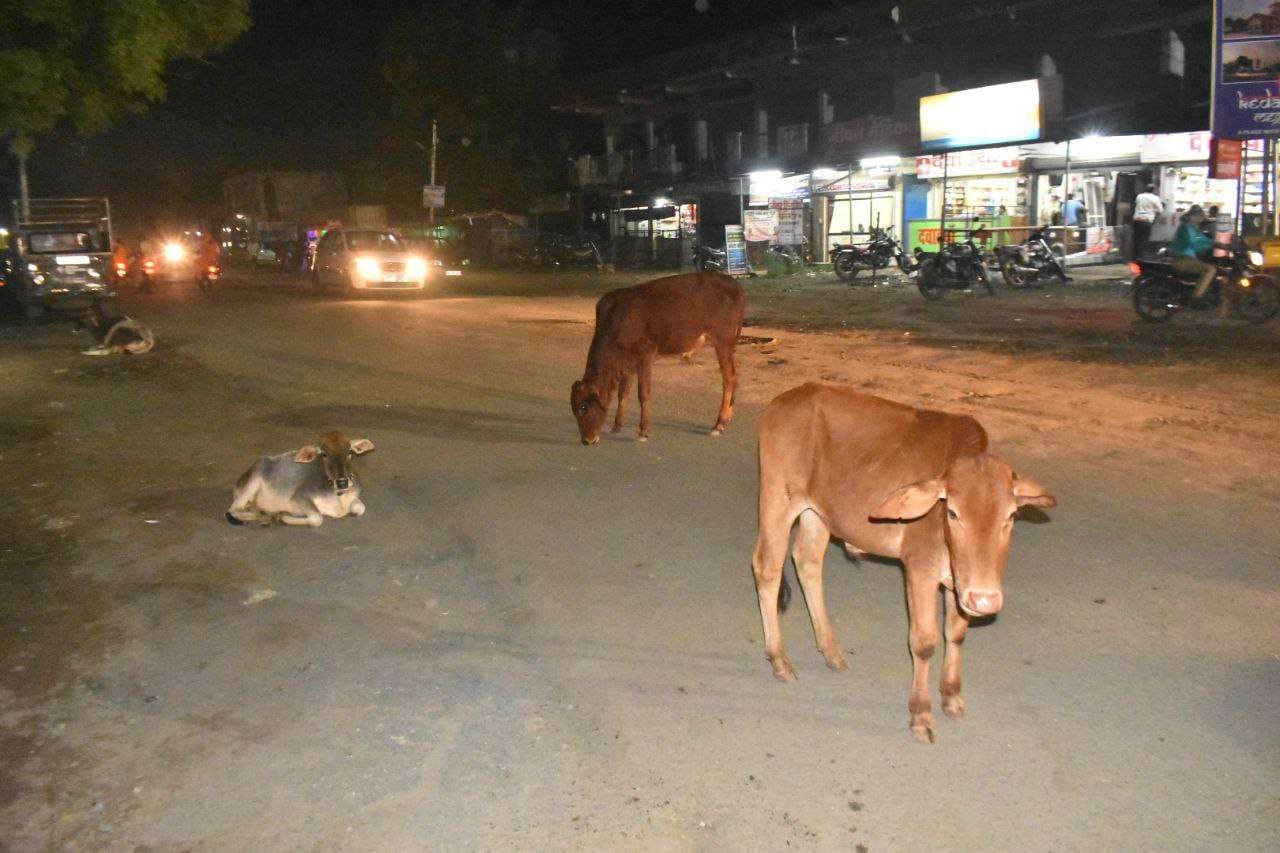 रात में चक्कर रोड से सतरस्ते तक 250 से ज्यादा मवेशी बीच सड़क पर बैठे मिले