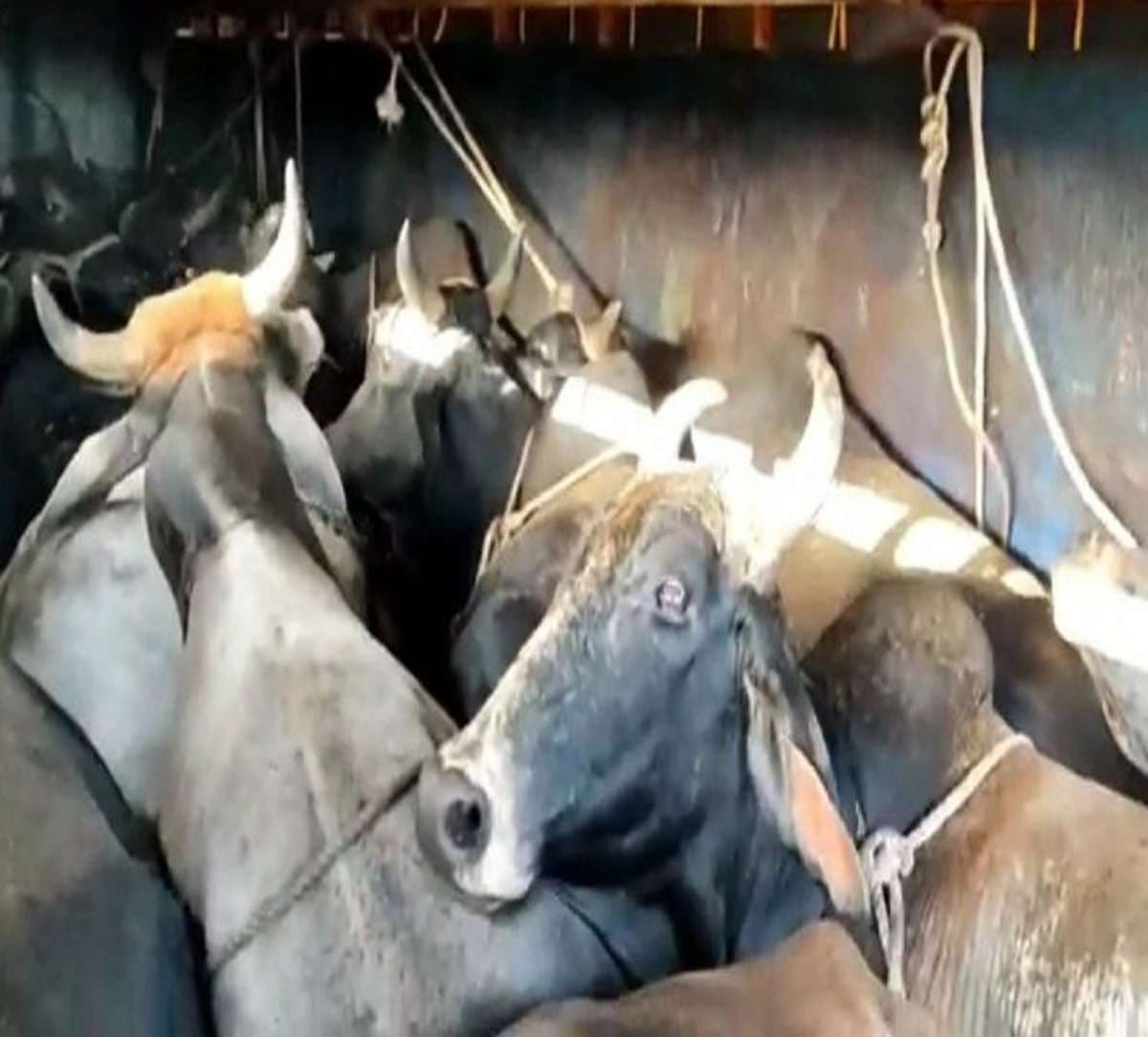 cow_smuggler_dausa_sikandra_4.jpg