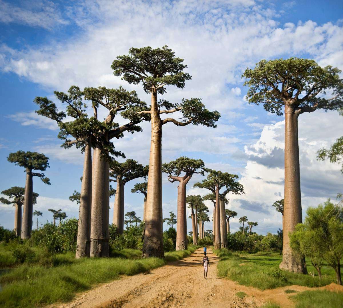 Baobab 