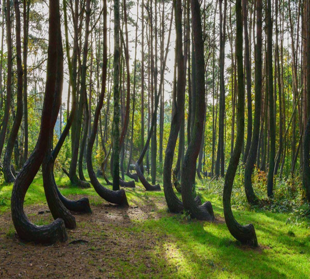 Crooked Forest