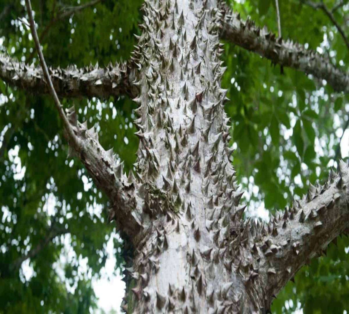 Sandbox tree