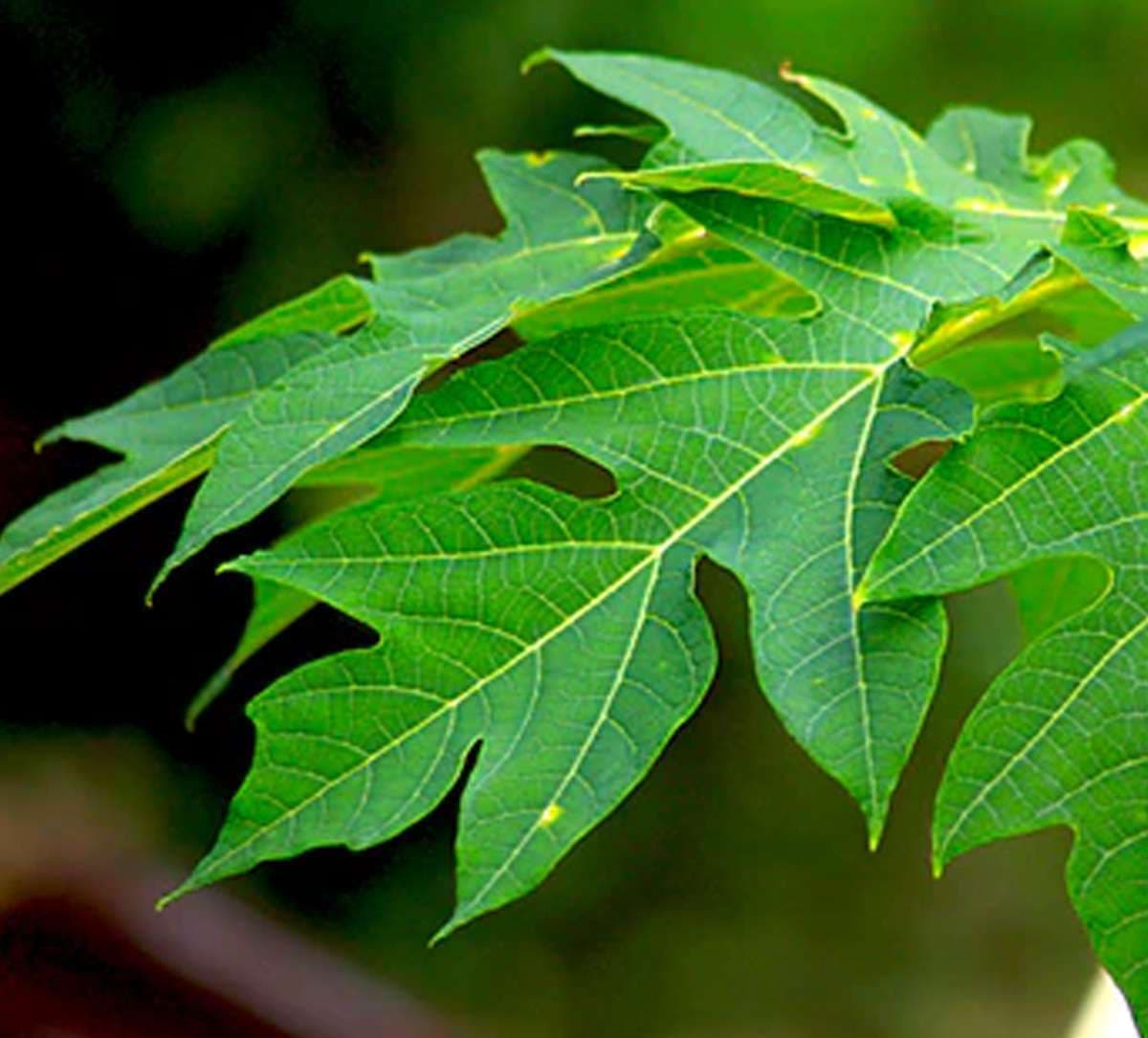 papaya-leaf.jpg