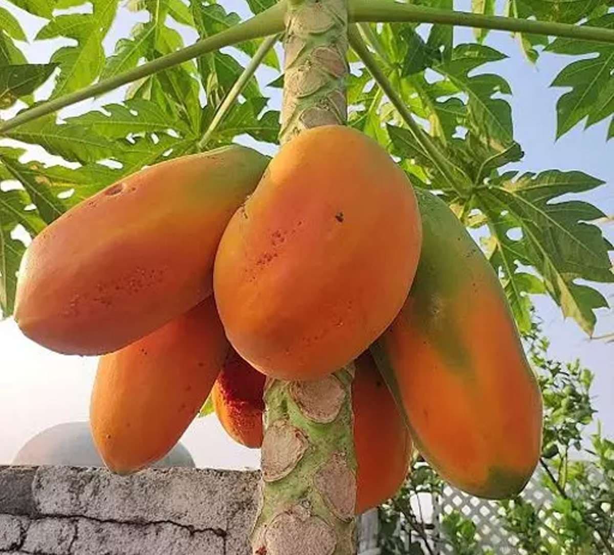 papaya-leaves.jpg