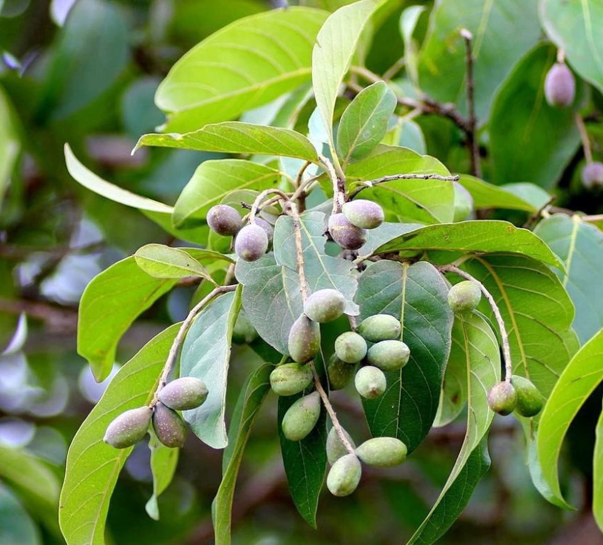 Hydro-alcoholic extract of wild fruit of Harad prepared