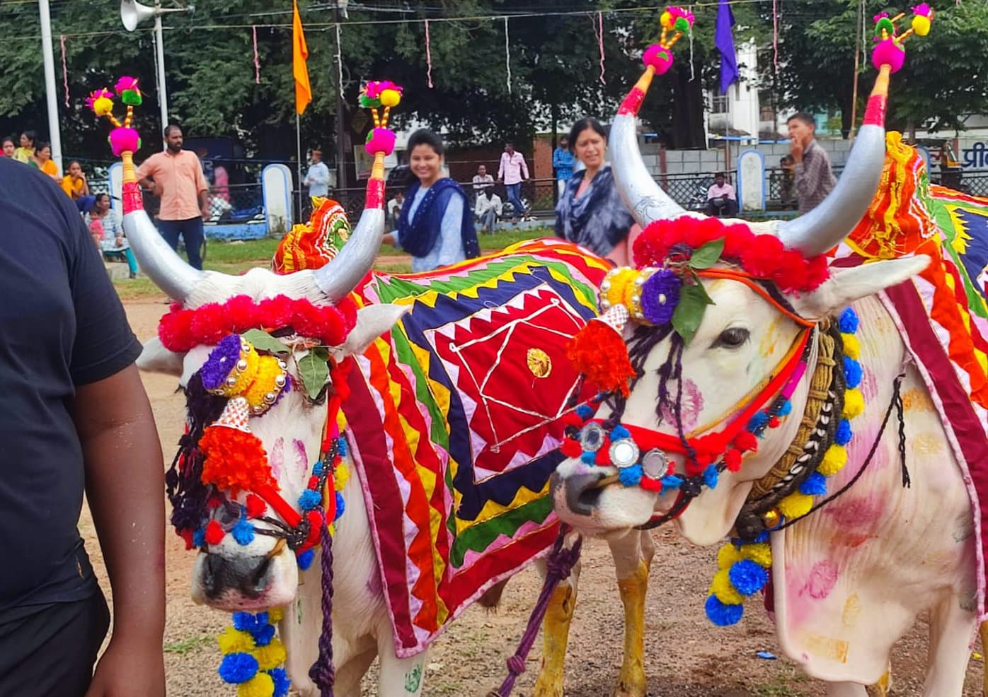 Pola festival celebrated with the worship of bull pairs