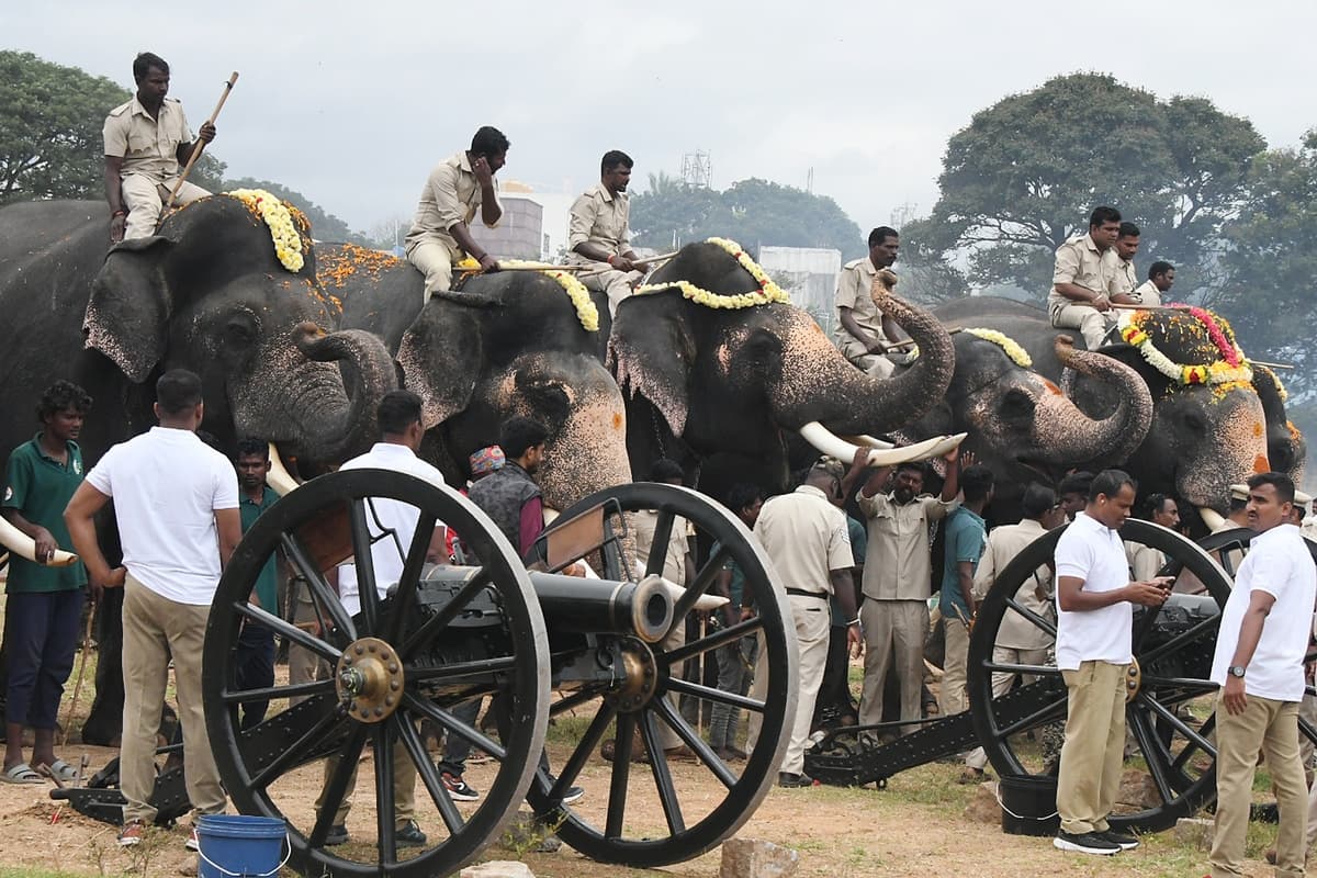 canon shots fired in the presence of Dasara elephants