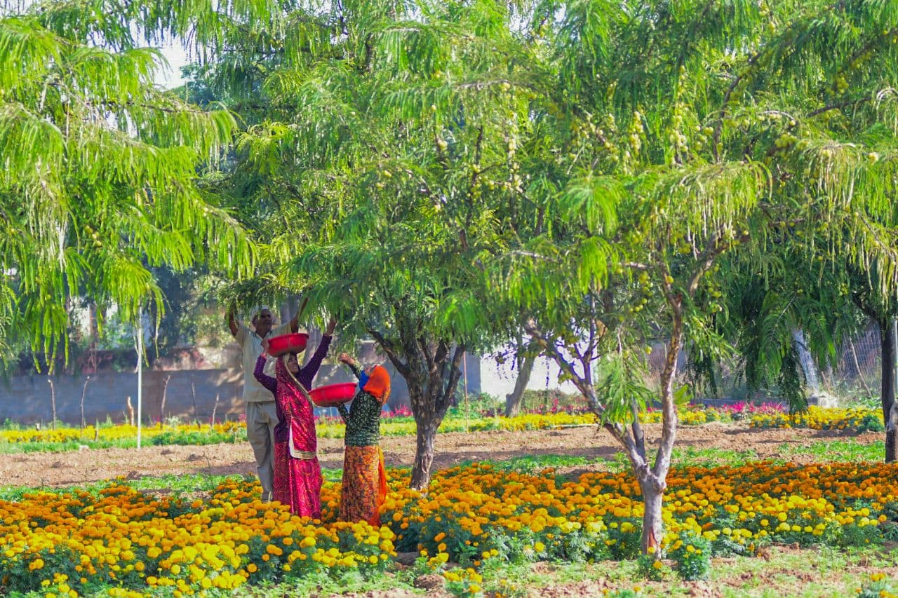 Farming of Gooseberry in jaipur