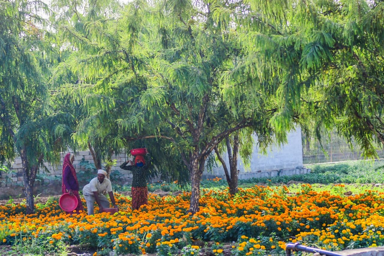 Farming of Gooseberry in jaipur