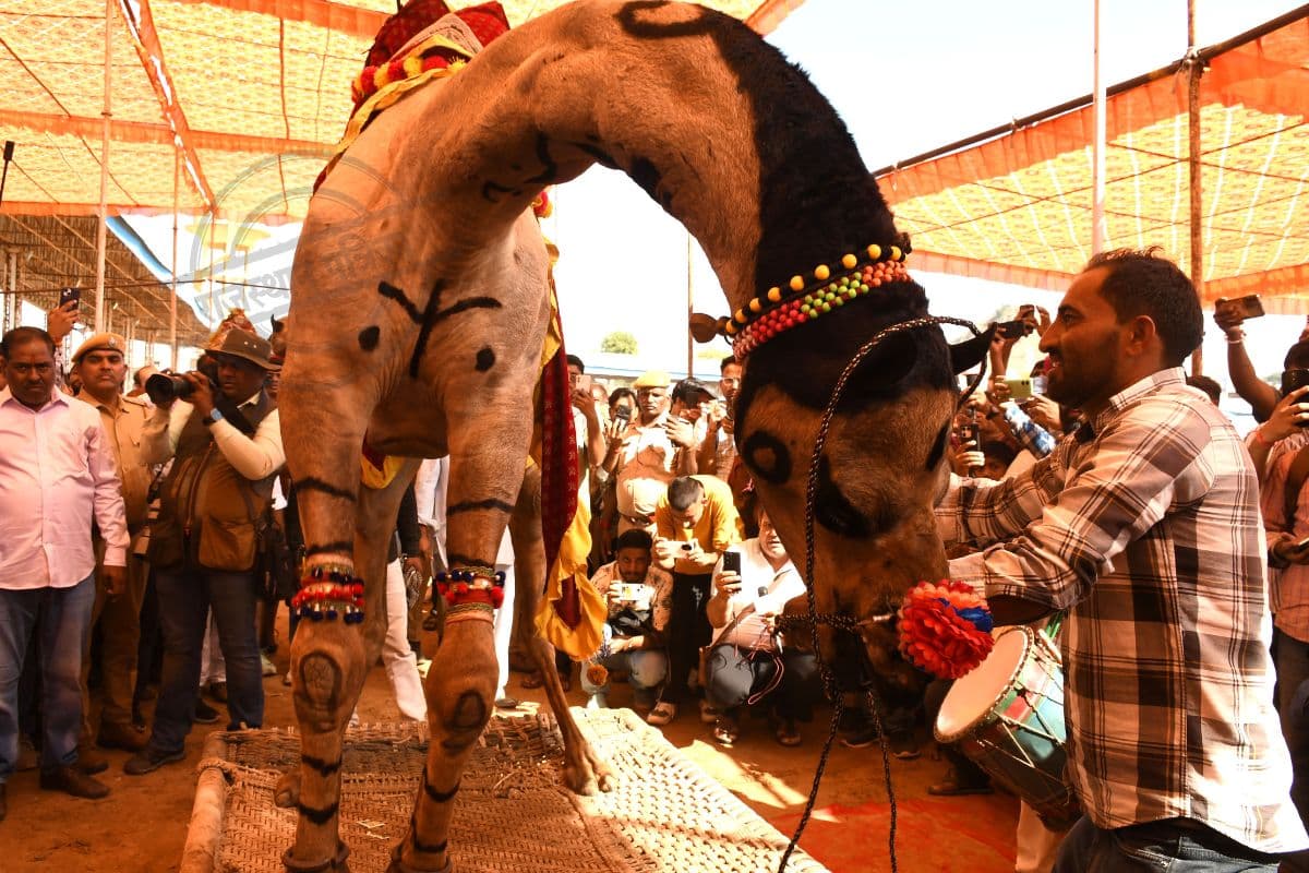 अजमेर पुष्कर मेला: रेगिस्तान के जहाज के डांस का लुफ्त उठाते देसी व विदेशी पर्यटक। फोटो- जय माखीजा