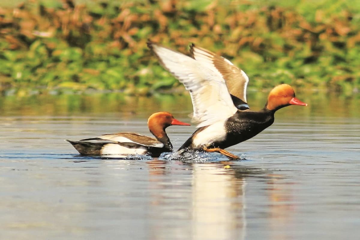 Siberian Birds in Bastar