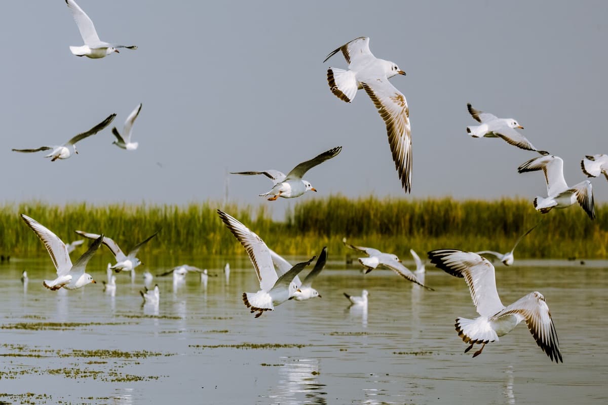 Siberian Birds in Bastar