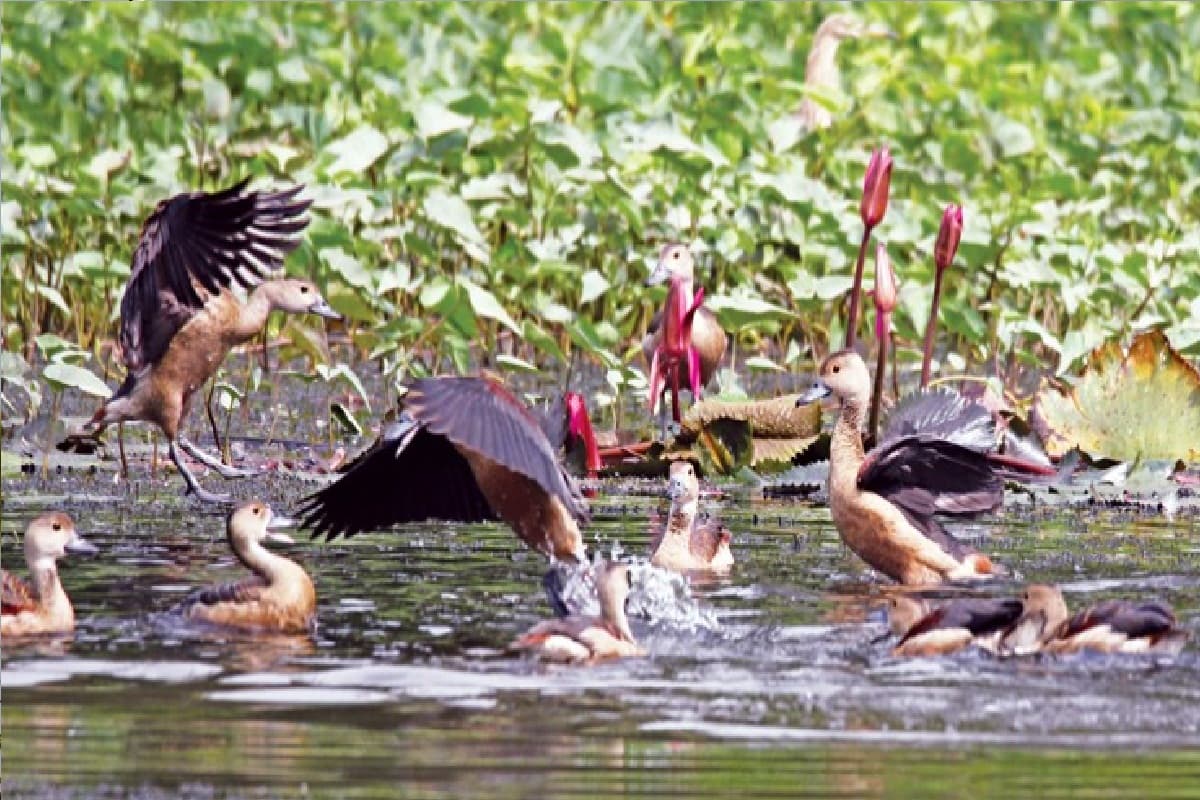 Siberian Birds in Bastar