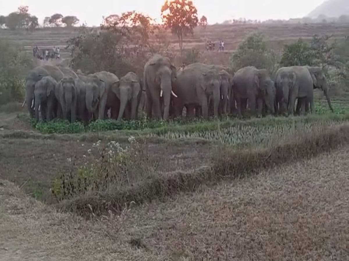 CG elephant attack 