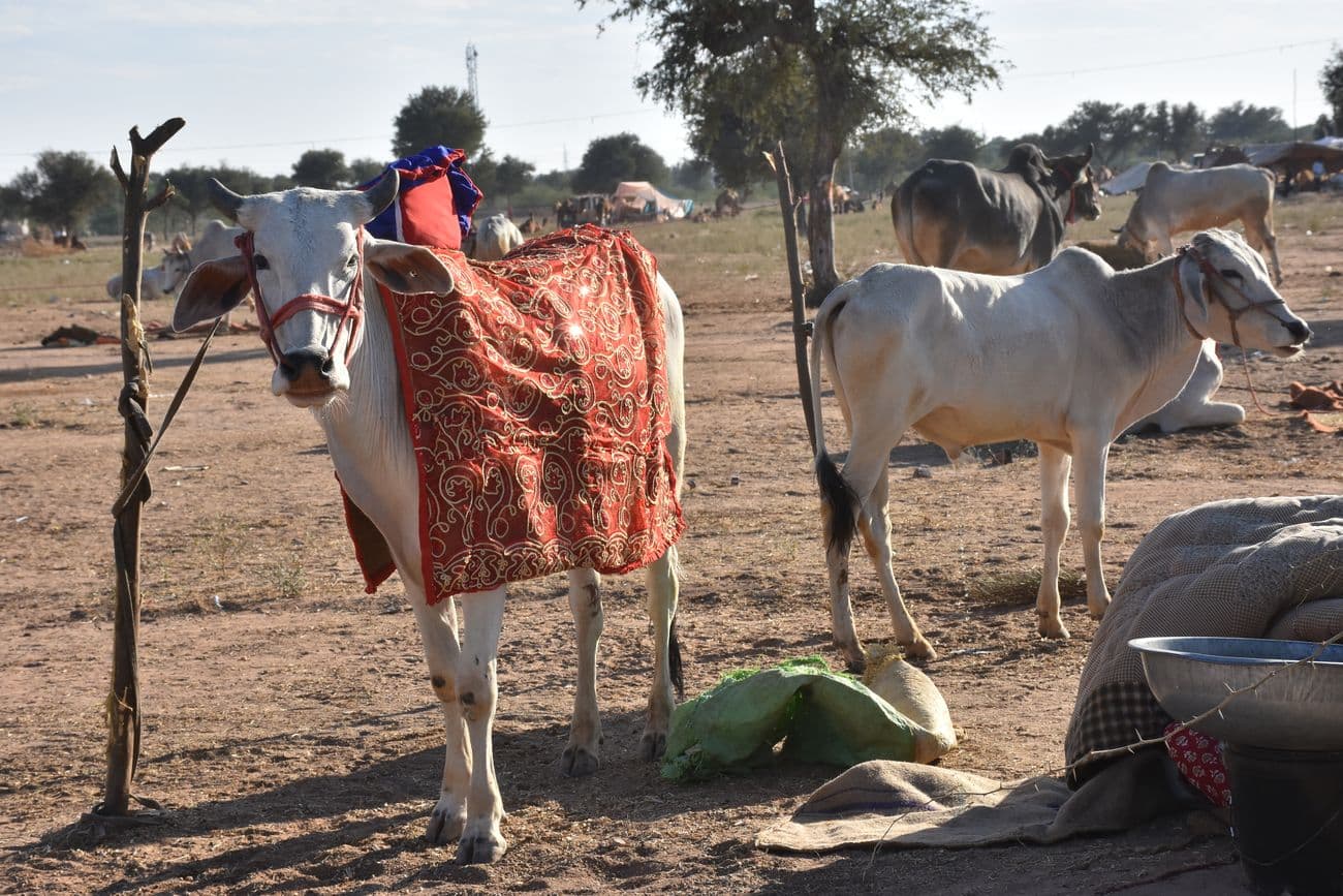 Ramdev cattle fair ground is ready to welcome the cattle herders.