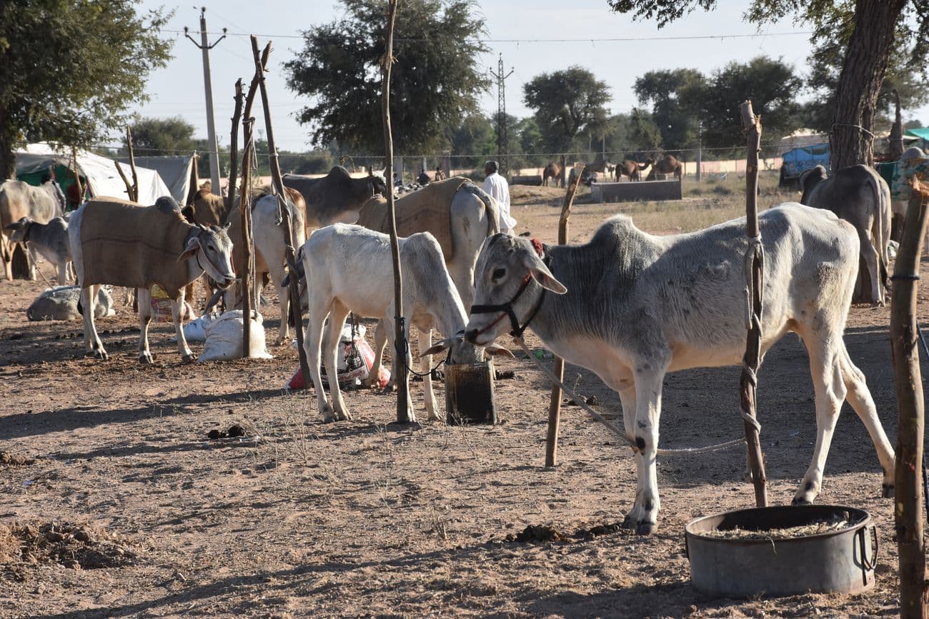 Ramdev cattle fair ground is ready to welcome the cattle herders.