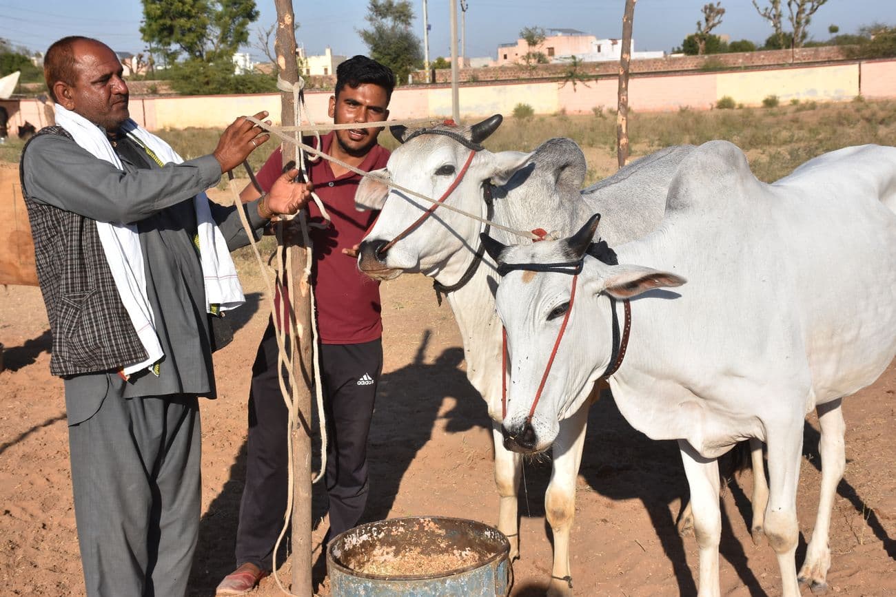 Ramdev cattle fair ground is ready to welcome the cattle herders.