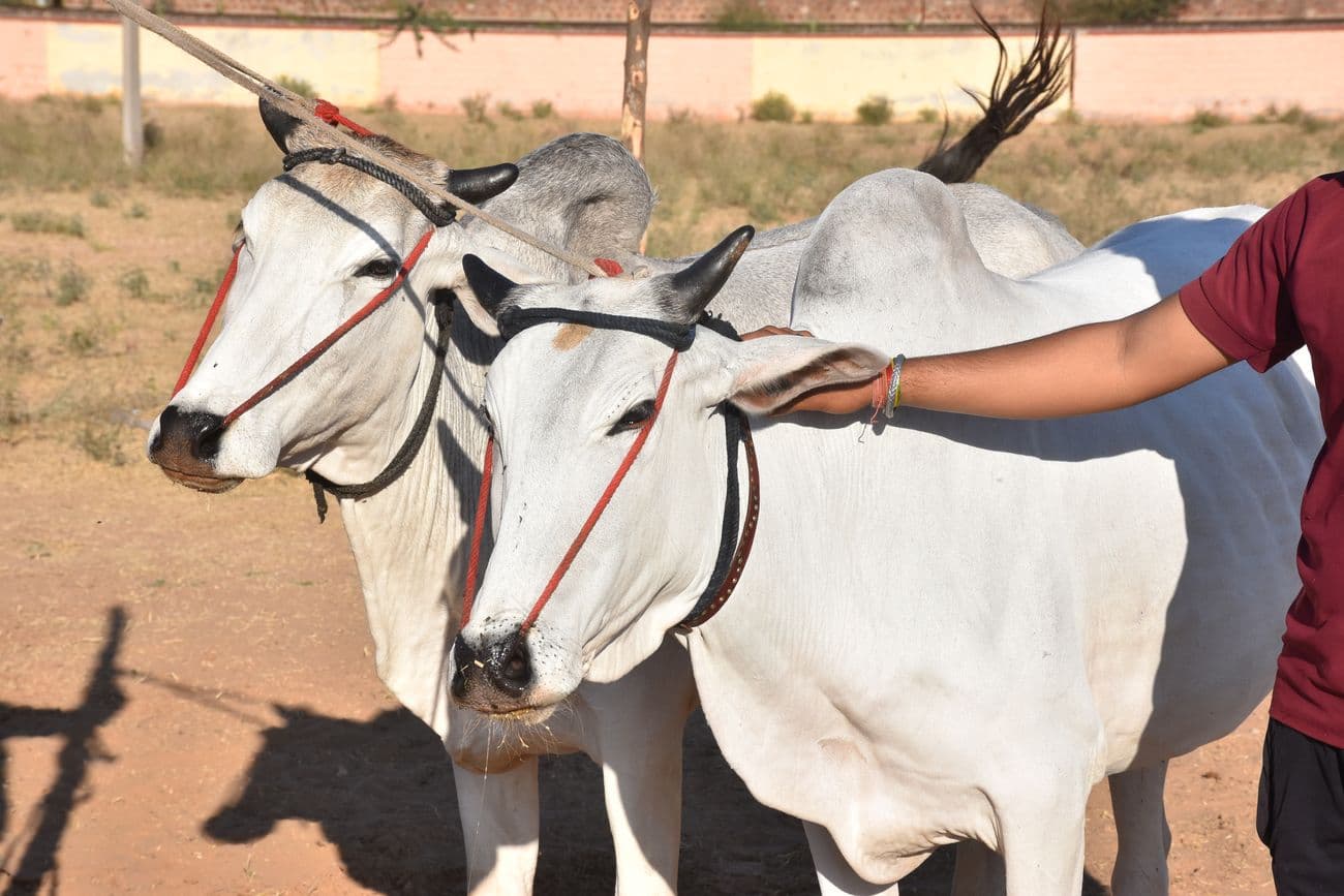 Ramdev Animal Fair is the cultural heritage of the state, it is the responsibility of all of us to preserve it.