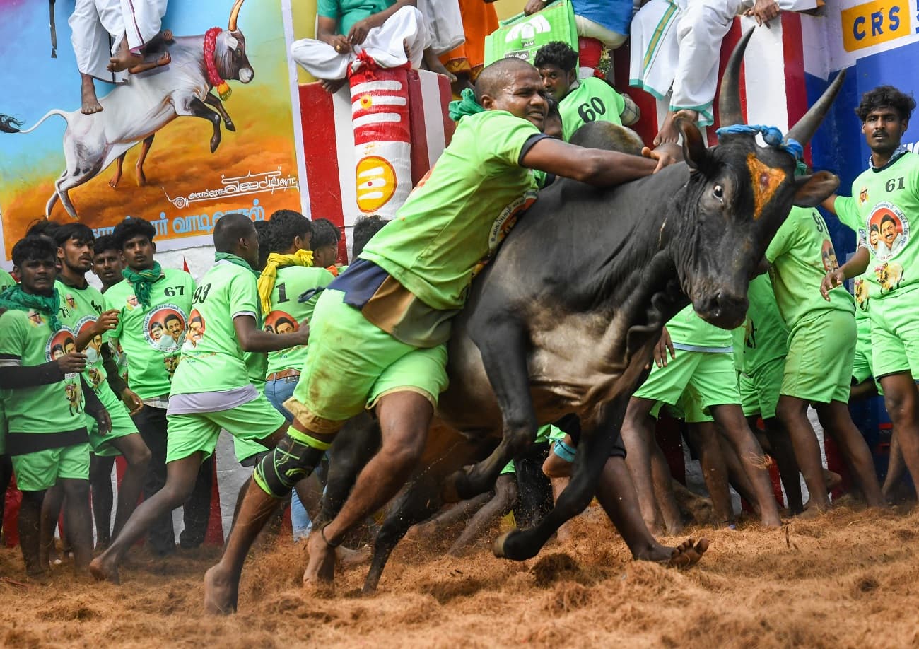 Alanganallur jallikattu