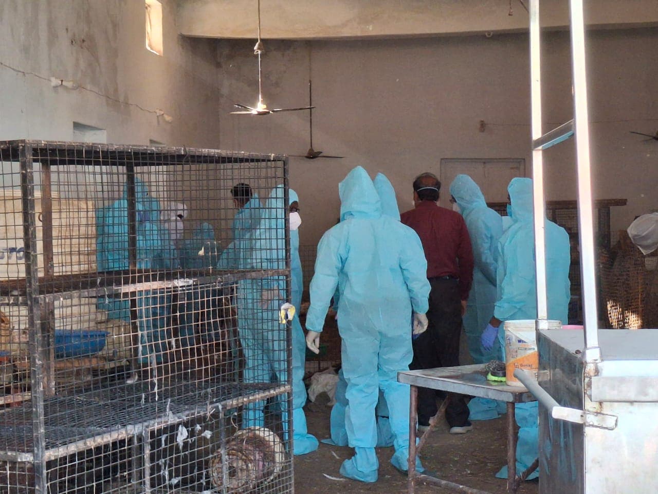 Bird flu in Chhindwara