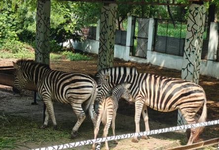 
Jungal Safari: जंगल सफारी में नया मेहमान, उद्योगपति अंबानी के जू से रायपुर आया जेब्रा, देखें 
