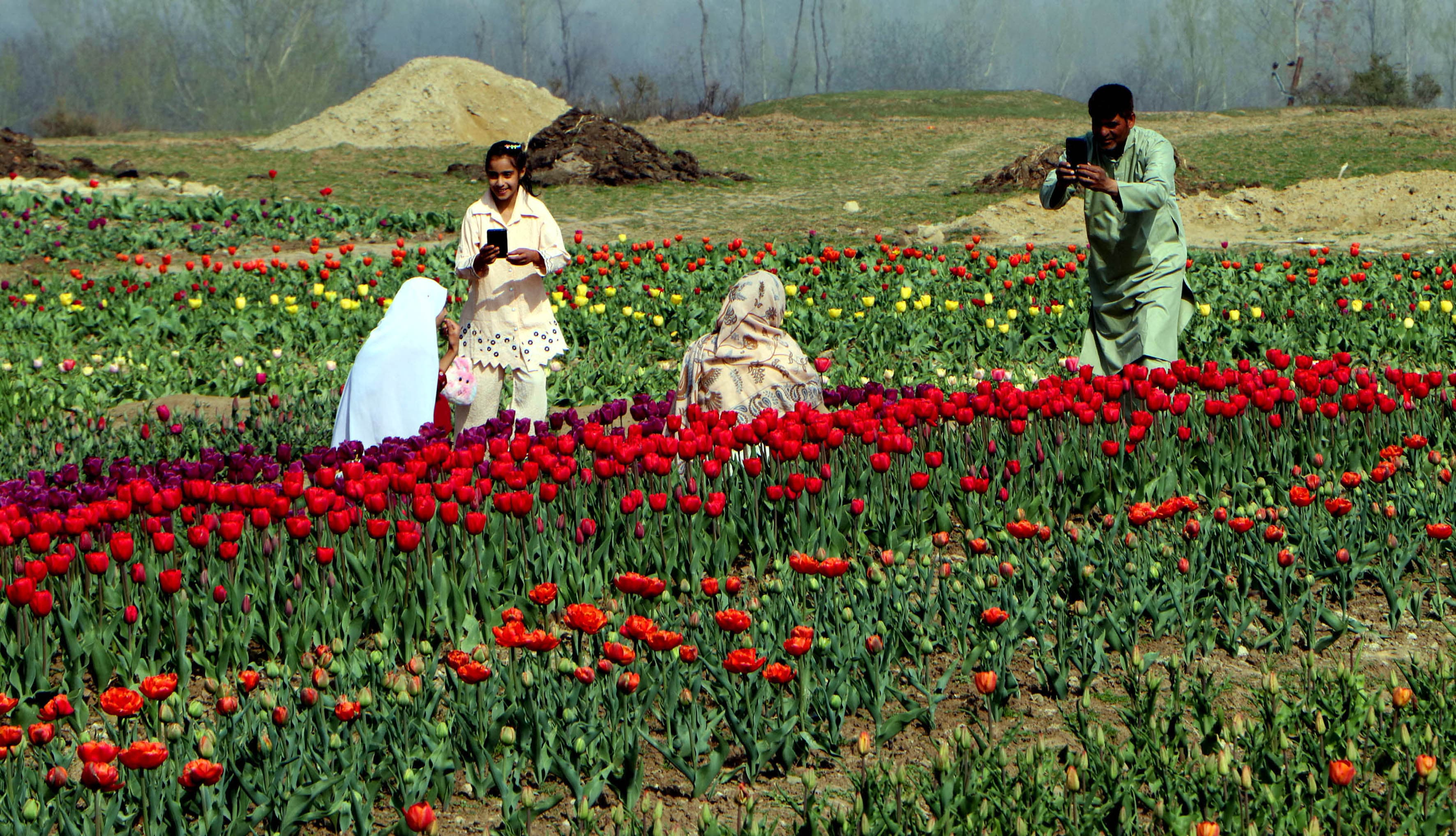 Tulip Garden