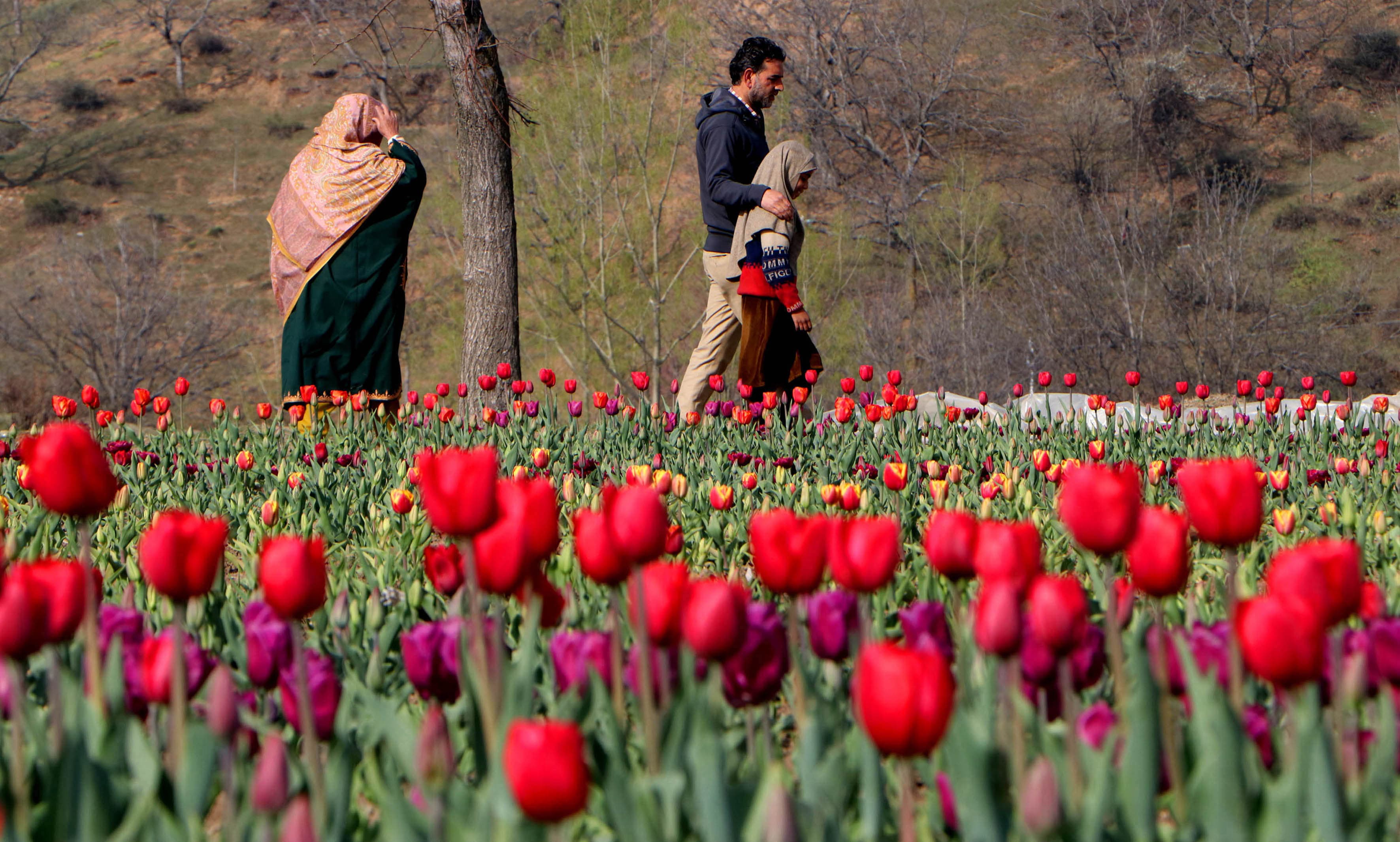 Tulip Garden