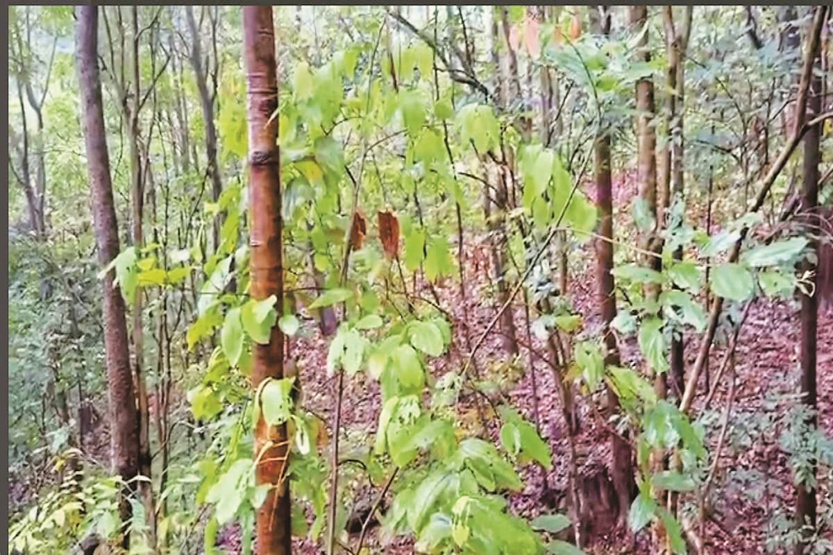 Basav Raju Encounter Photos