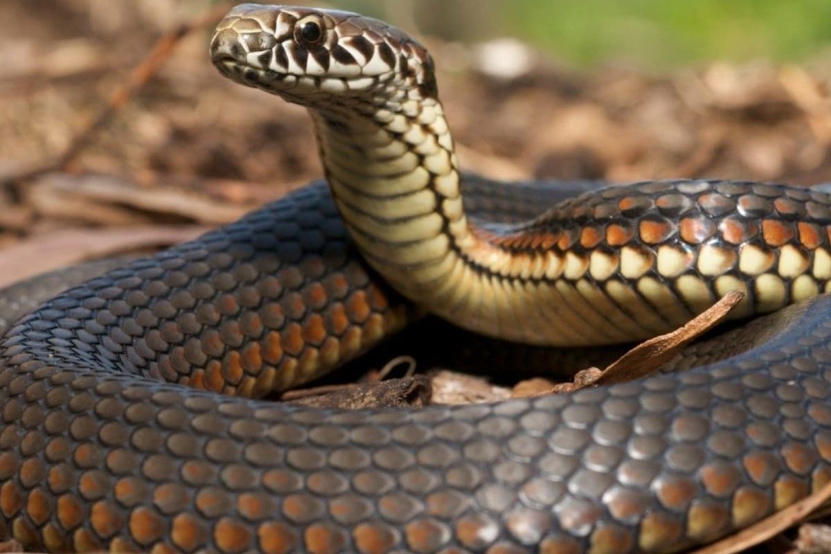 Snake Bite