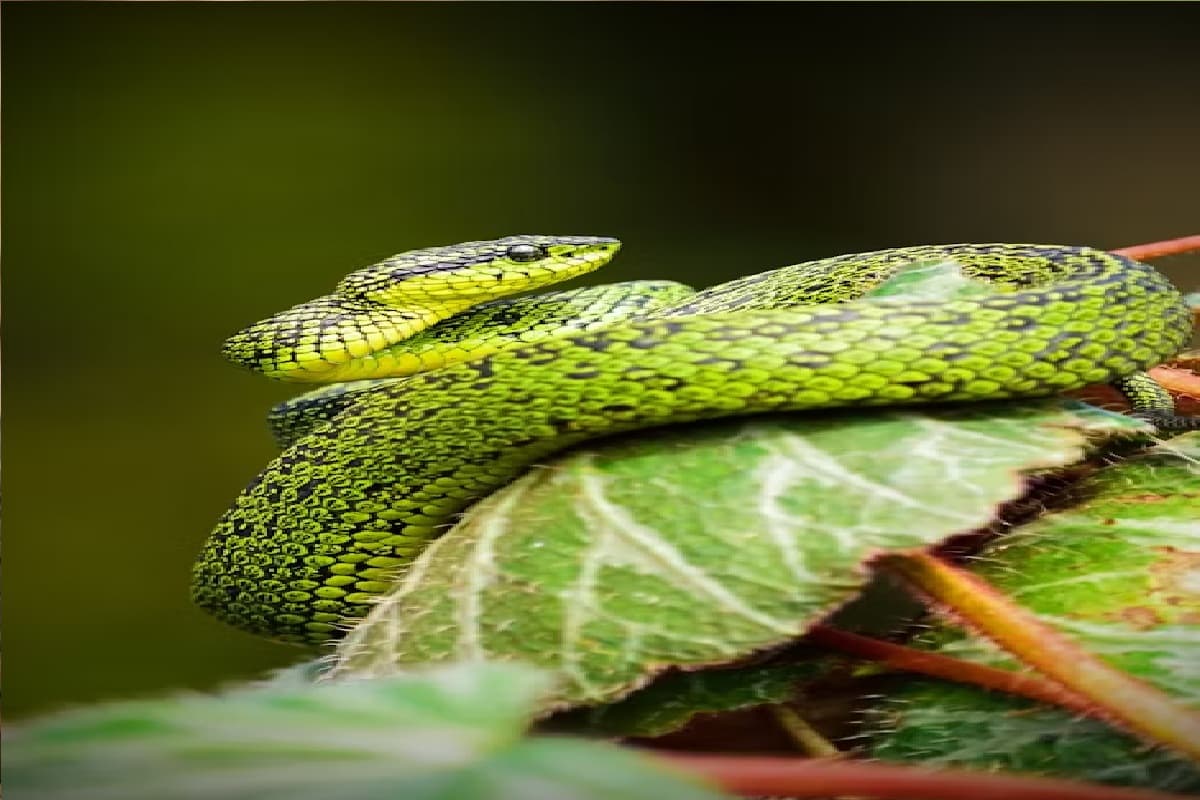 Snake Bite