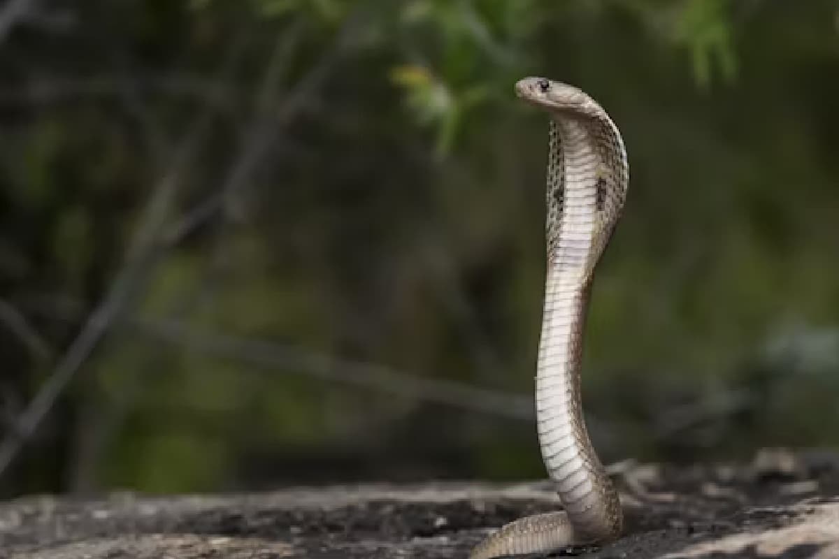 Snake Bite
