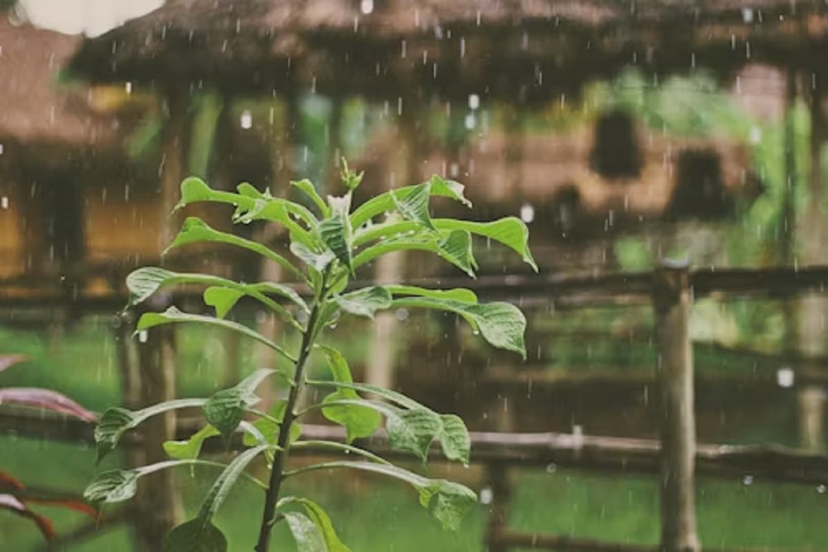 Monsoon Update 2025