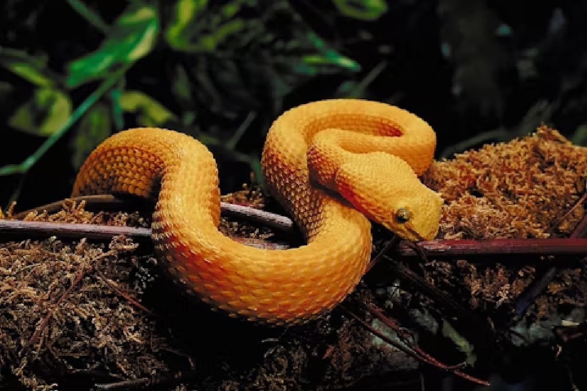 Snake Bite