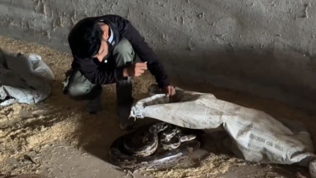 CG News: 25 अंडों के साथ लेटा था 10 फीट लंबा अजगर, स्नेकमैन और वन विभाग ने किया रेस्क्यू, देखें वीडियो 
