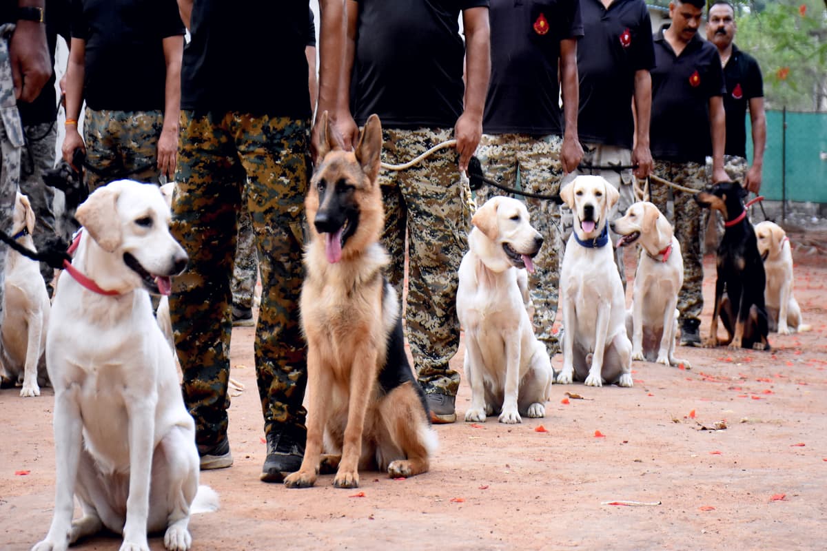 Police Spacial Dog