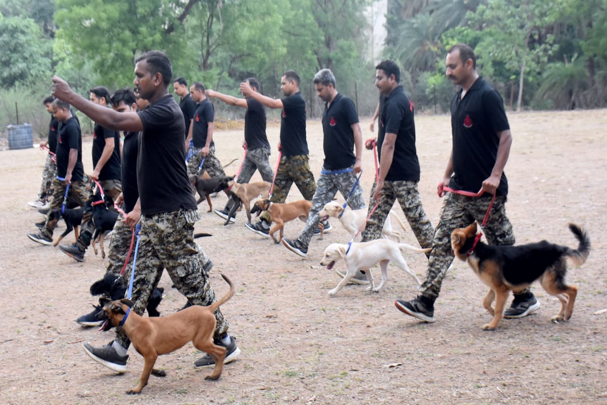 Police Spacial Dog