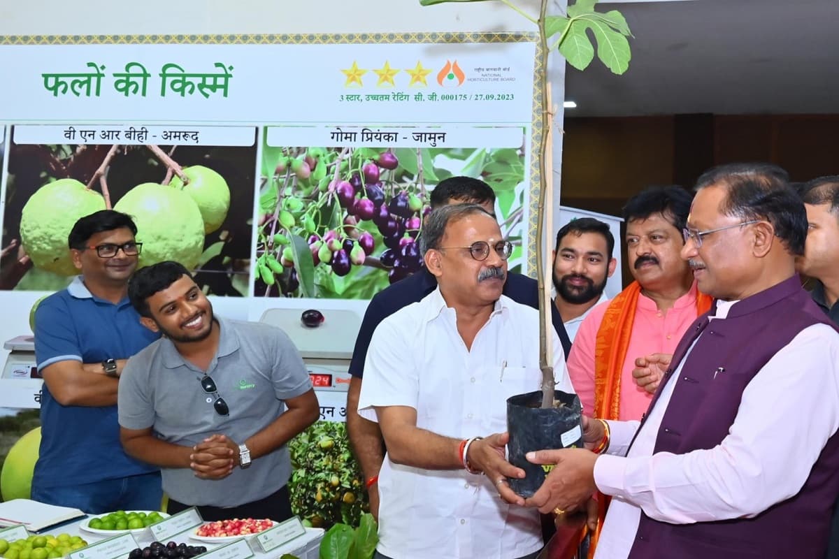Mango Festival