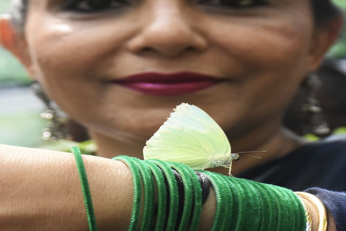 butterfly gardan